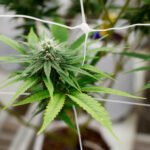 Affordable Bud Supply in Australia