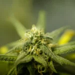 Legal Bud Supply in Australia 2025