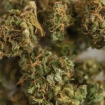 Order Cannabis Online in Australia