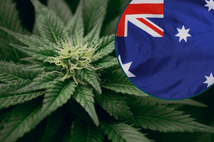 Top Cannabis Trends in Australia 2025