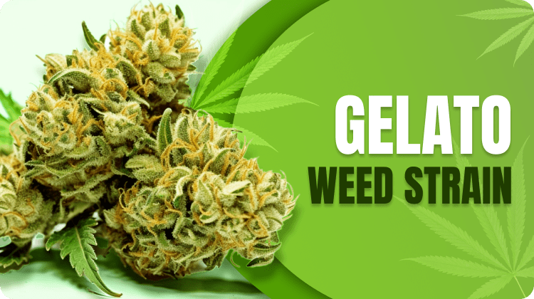 Where to Buy Gelato Weed in Australia: Top Dispensaries & Tips