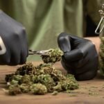 Hand-trimmed cannabis flower Australia