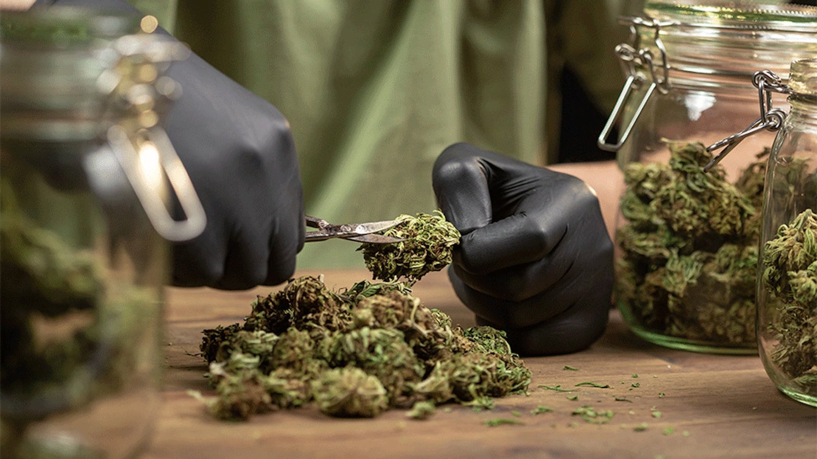 Hand-trimmed cannabis flower Australia