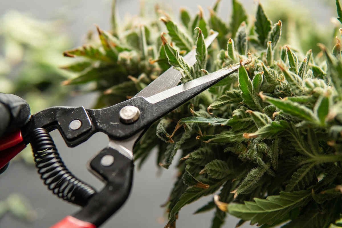 Hand-trimmed cannabis flower Australia