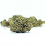 Slurri Crasher strain review