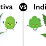 Indica vs Sativa Australia