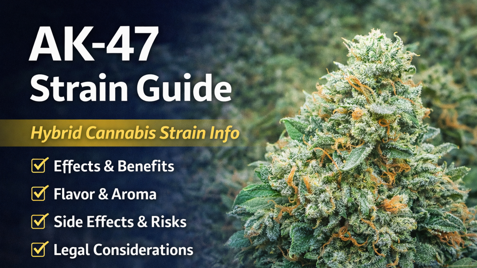 AK-47 strain guide