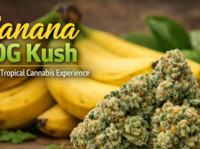 Banana OG Kush strain