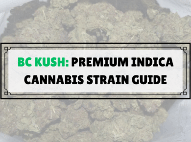 BC Kush Strain Guide