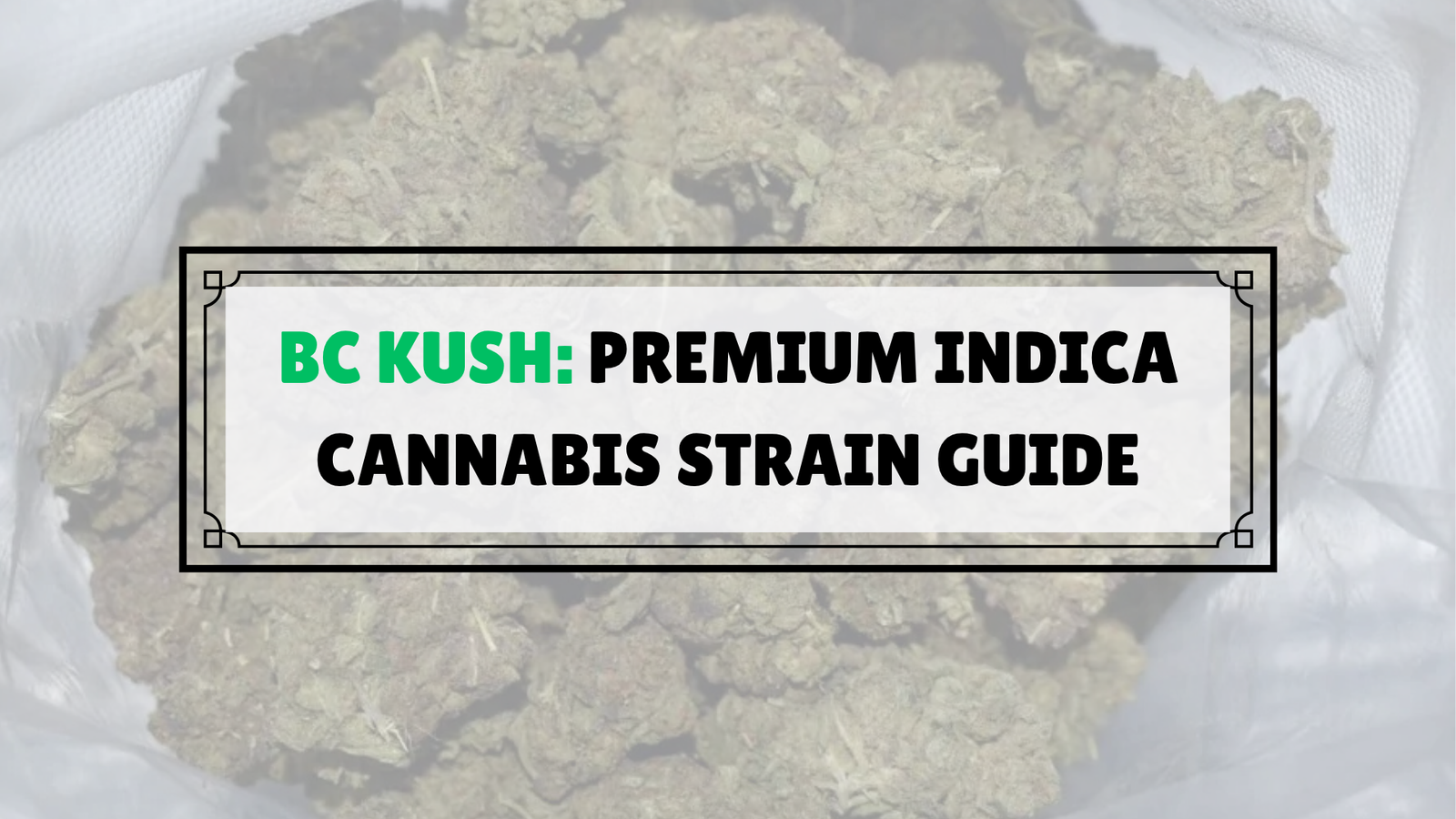 BC Kush Strain Guide