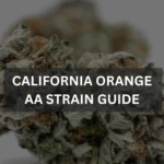 California Orange AA