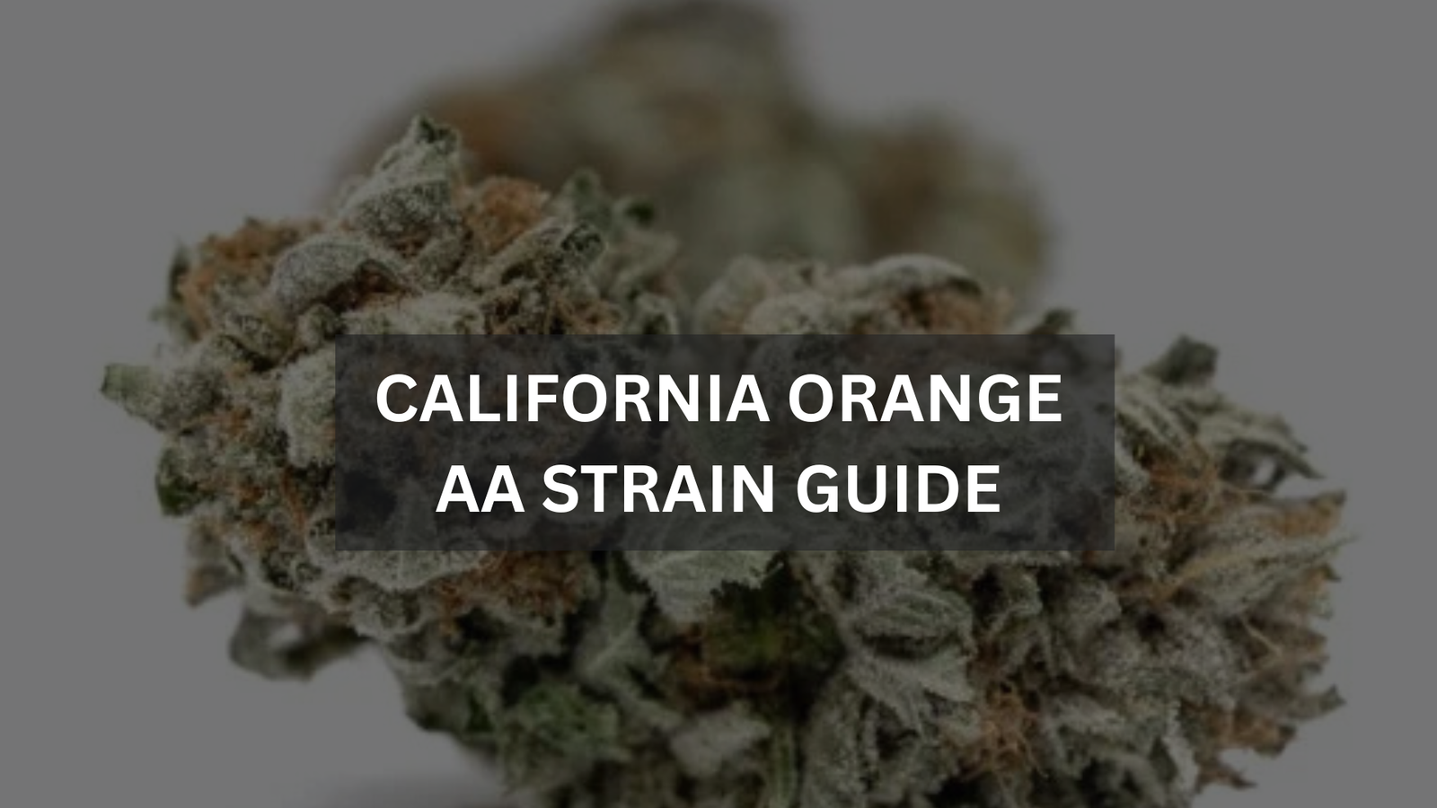 California Orange AA
