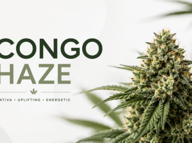 Congo Haze strain