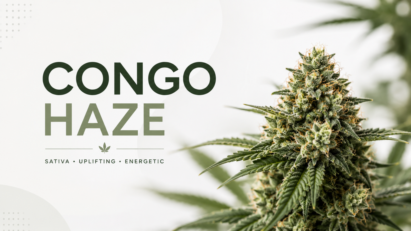 Congo Haze strain